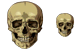 Skull icons