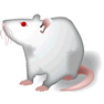 RatSH icon