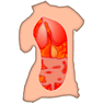 Anatomy icon