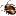 African cockroach icon