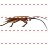 Cockroach icon